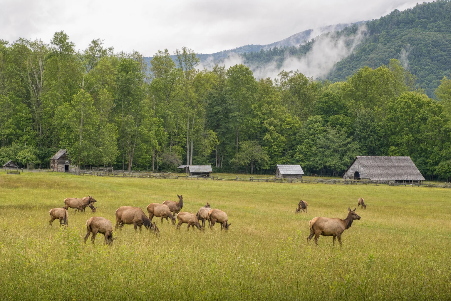 Smokies Wildlife-Watching Itinerary